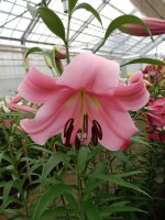 [4160 Jantine Mak No02.JPG]